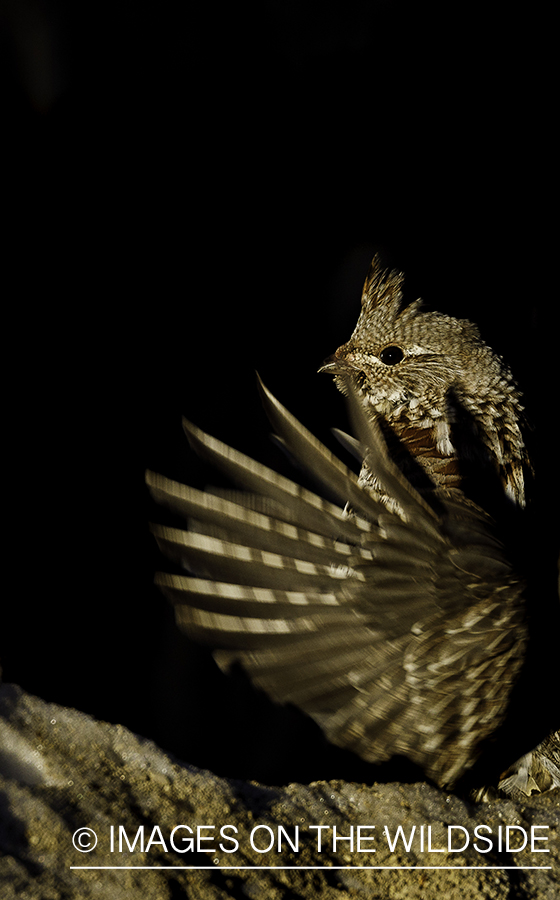 Ruffed Grouse