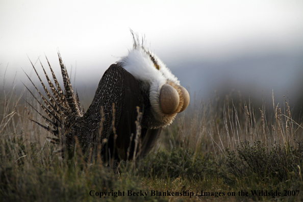 Sage grouse in habitat