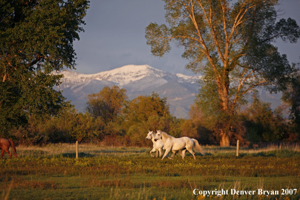 Quarter horses in field