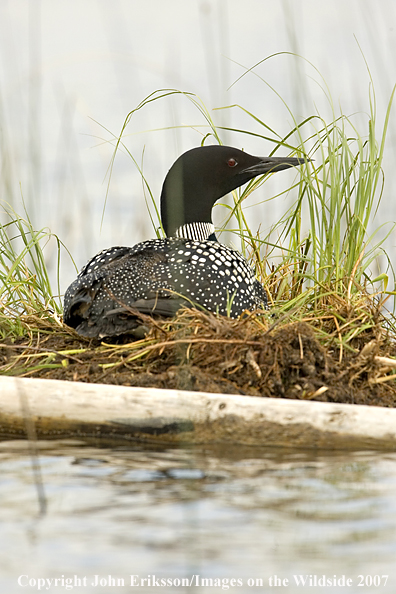 Loon on nest
