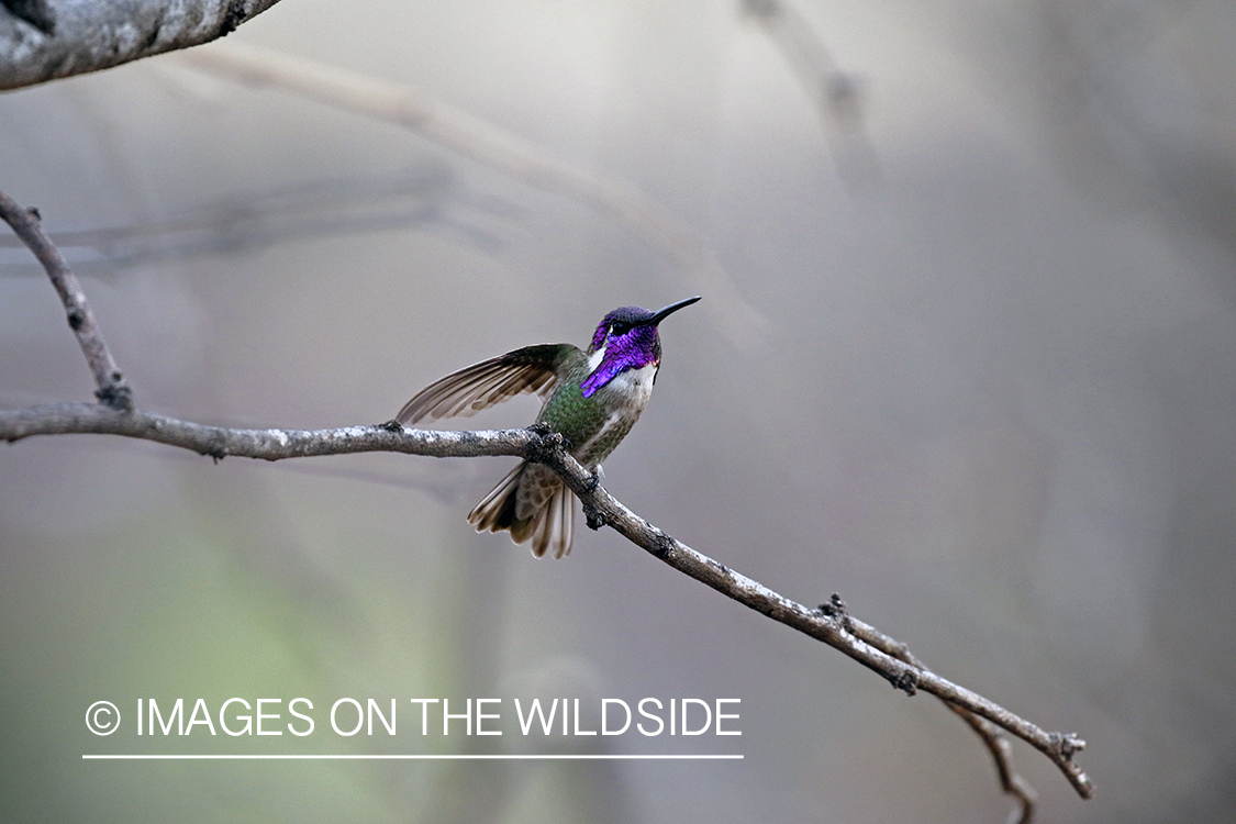 Costa's Hummingbird perched on branch.