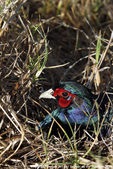 Ring-necked (Blue Phase) pheasant. 