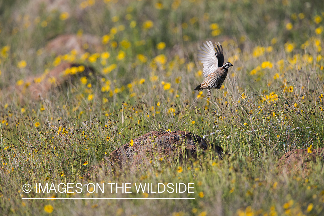 Bobwhite Quail taking flight.