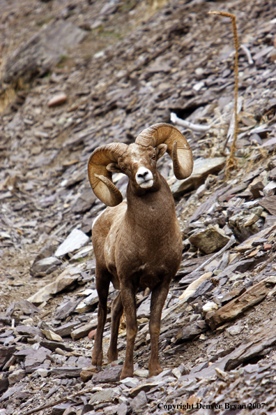Rocky Mountain Big Horn Sheep