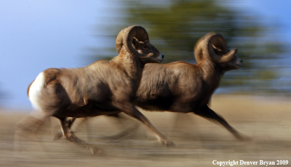 Rocky Mountain Bighorn Sheep