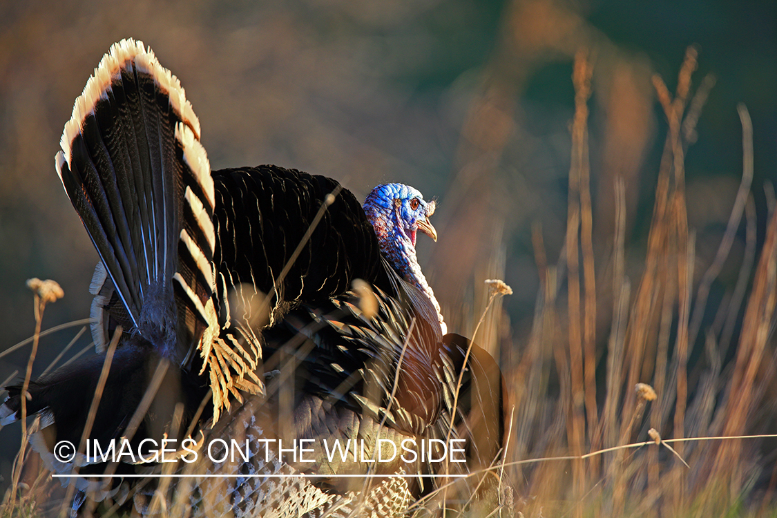 Merriam turkey in field of lupine.