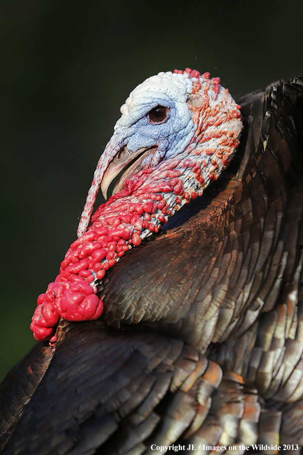Rio Grande Turkey in habitat. 