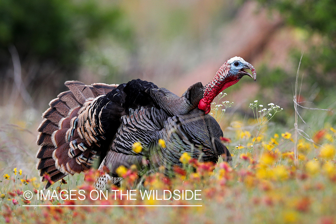 Rio Grande Turkey in habitat.