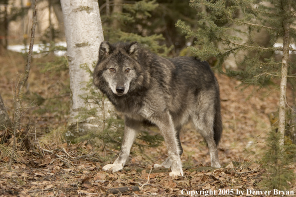 Gray wolf (black phase) in habitat.