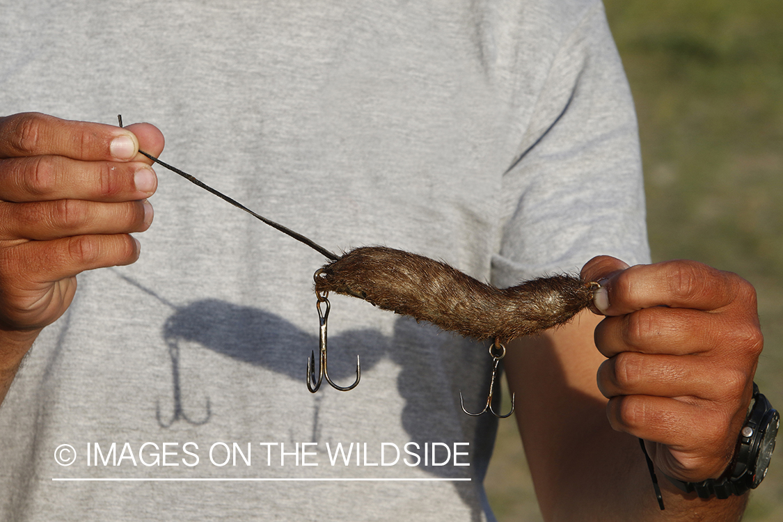 Large mammal lure for Taimen on Delger River, Mongolia.
