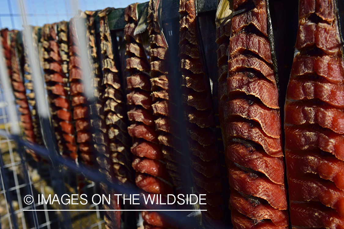 Arctic Char fillets drying in sun.