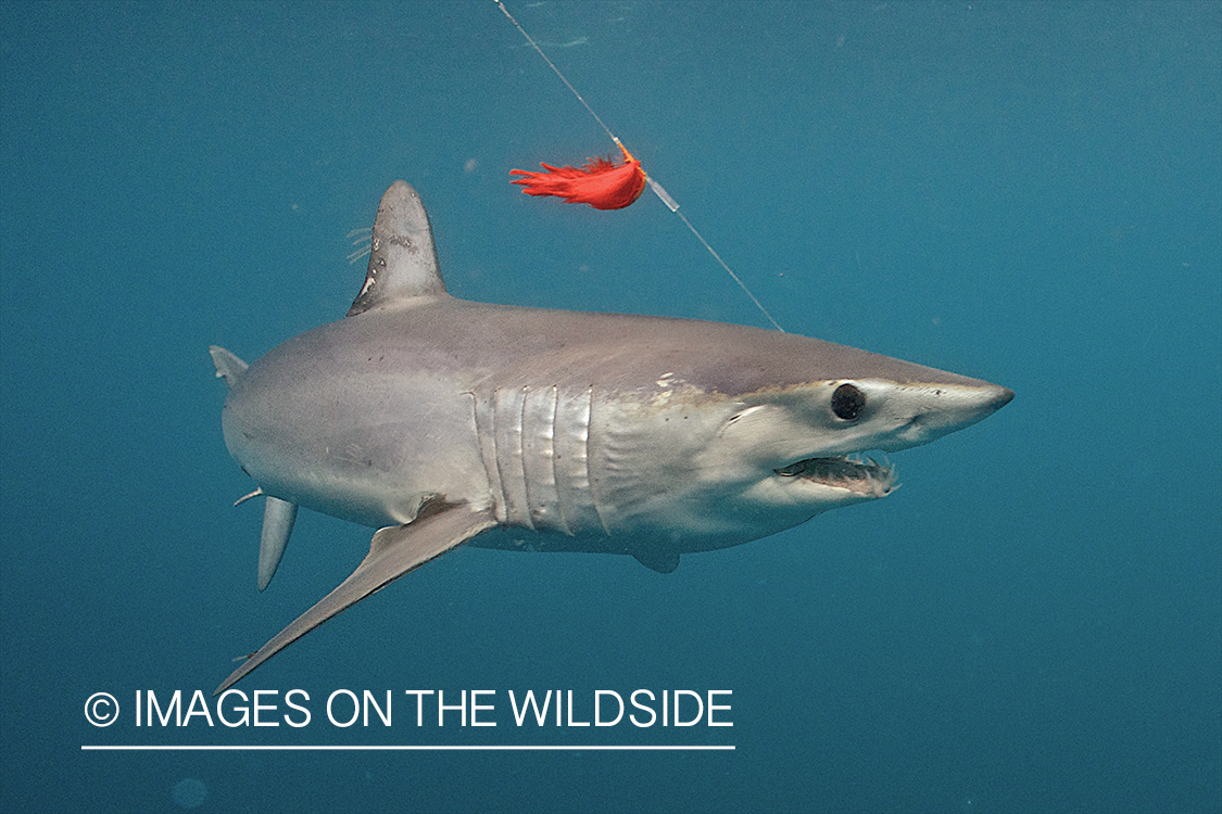 Deep sea fishing with shark on line.
