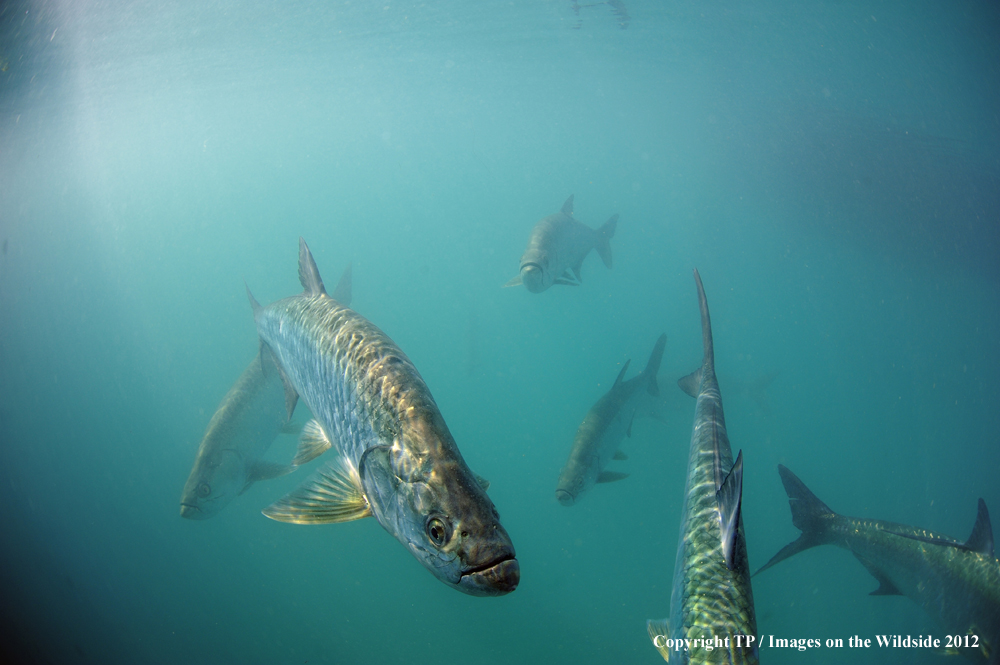 Tarpon in habitat. 
