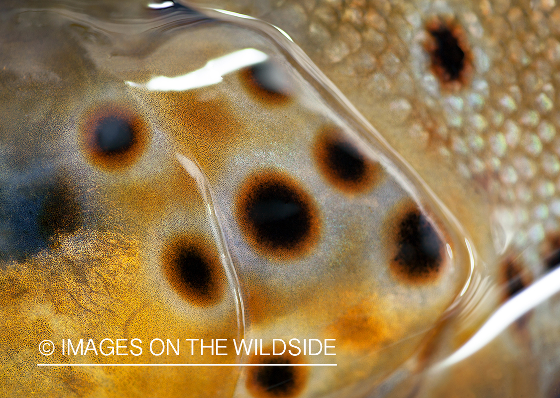 Brown Trout closeup.