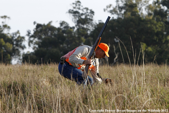 Upland game hunter with German shorthair. 