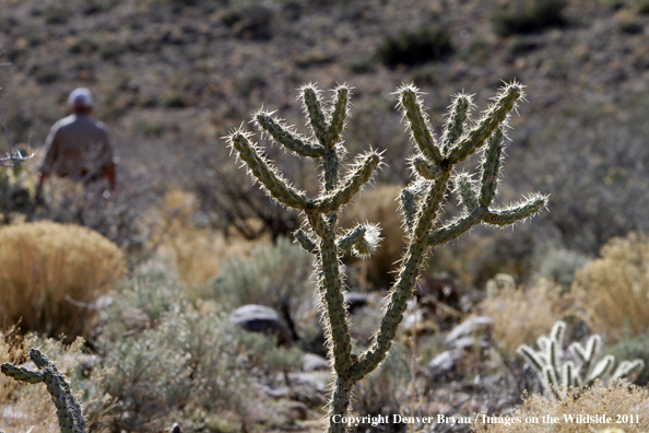 Upland game bird hunter hunting desert quail in Arizona in background of catus.