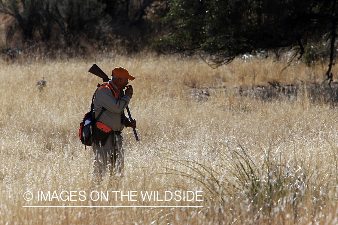 Mearns quail hunter in field.