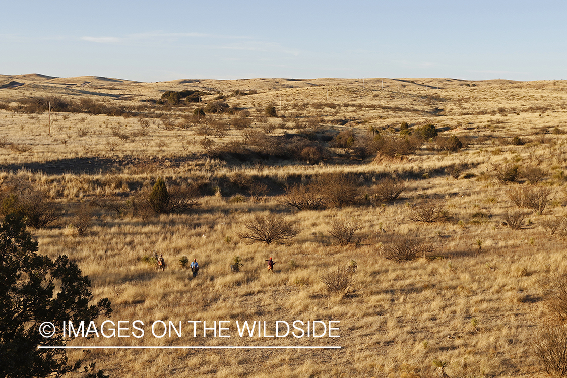Upland game bird hunters with dogs in field.