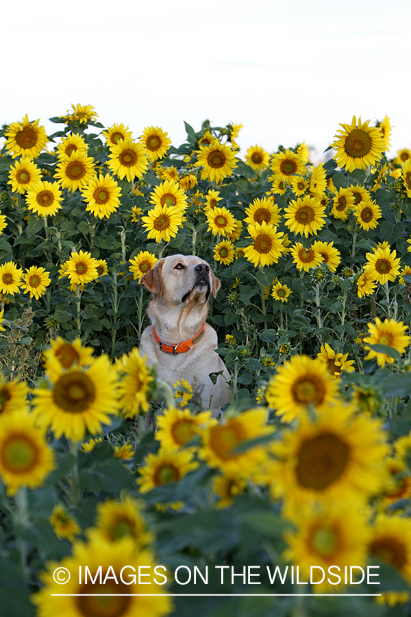 Yellow lab on a dove hunt in a sunflower field. 