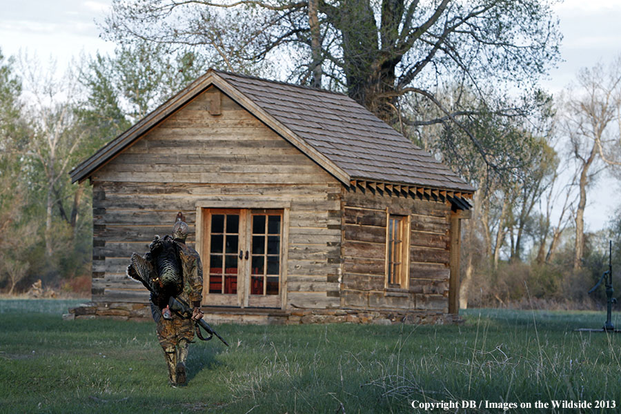 Turkey hunter in field with bagged turkey.