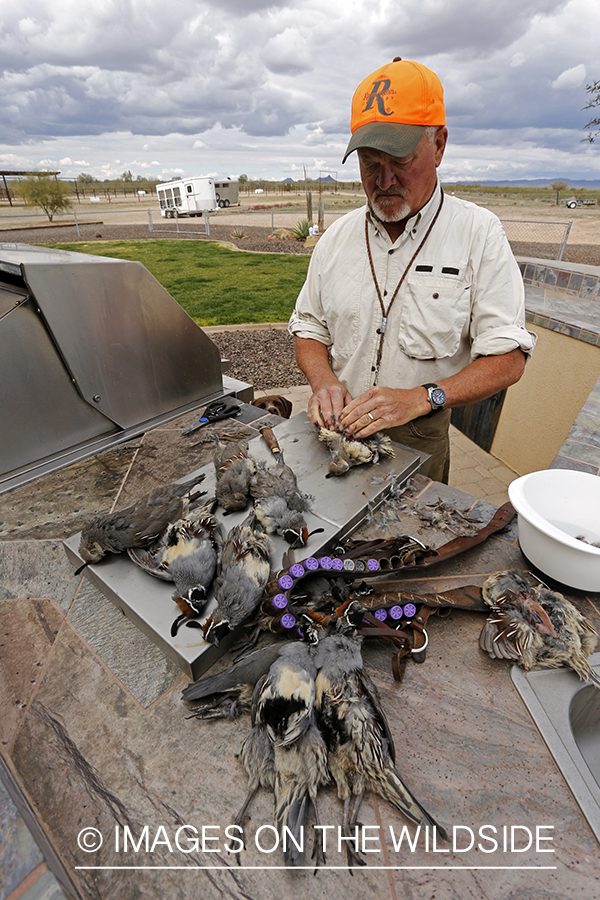 Quail hunter cleaning bagged Gambel's Quails. 