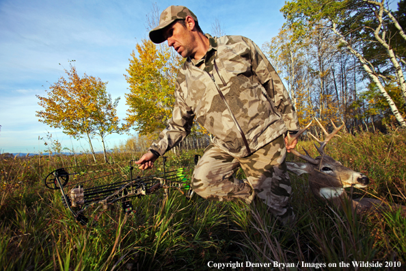 Bowhunter dragging downed white-tailed buck.