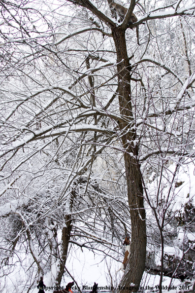 Hunting dogs holding mountain lion in tree