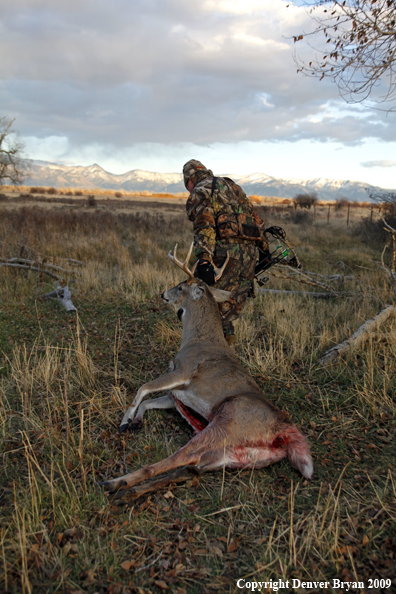 Bowhunter dragging bagged whitetail deer.