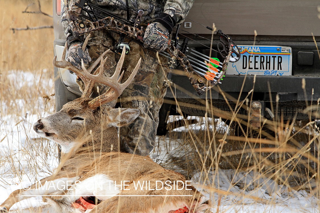 Bowhunter dragging bagged white-tailed buck.