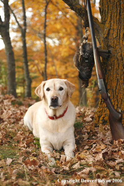 Yellow Labrador Retriever with bagged grouse and gun in woods