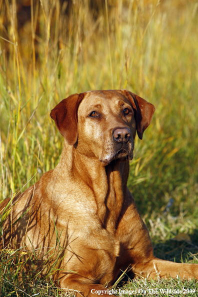 Yellow Labrador Retriever