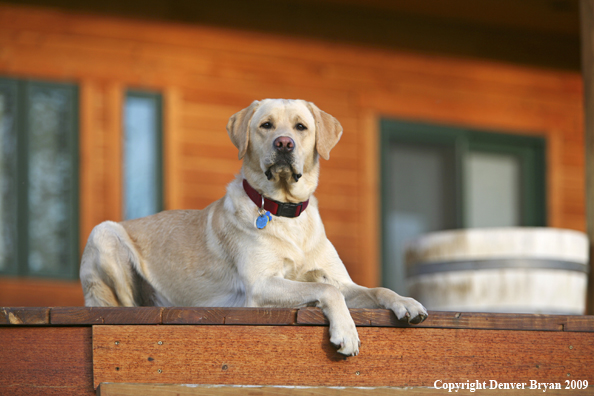 Yellow Labrador Retriever on deck