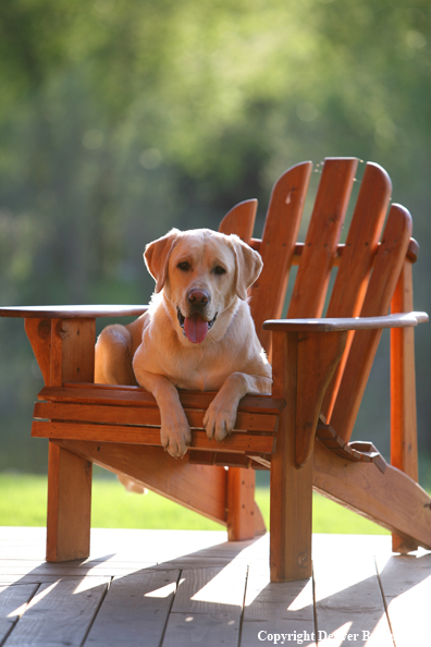 Yellow Labrador Retriever in chair