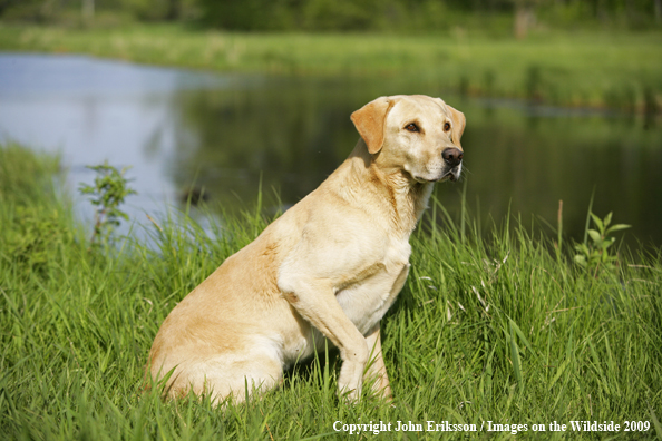 Yellow Labrador Retriever in field