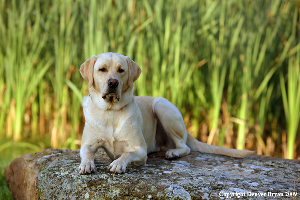Yellow Labrador Retriever on rock