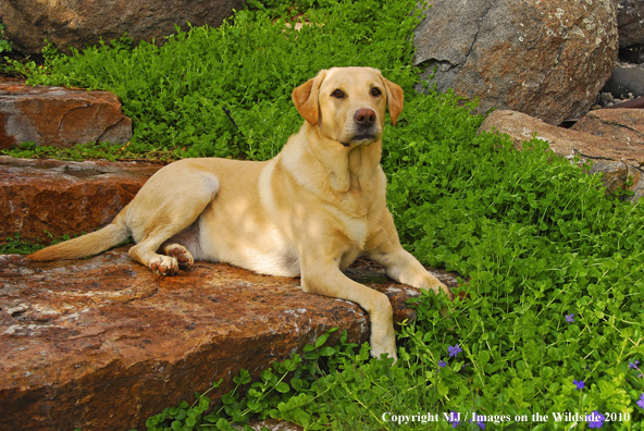 Yellow Labrador Retriever