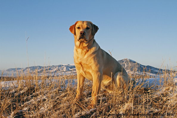 Yellow Labrador Retriever in winter