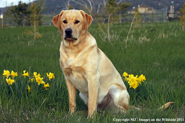 Yellow Labrador Retriever.