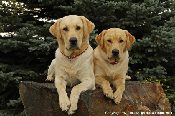 Yellow Labrador Retrievers.