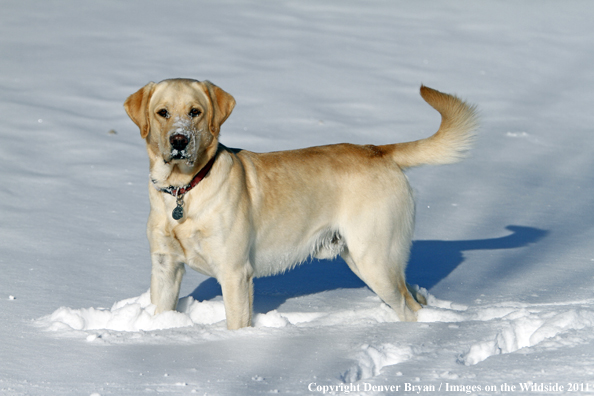 Yellow Labrador Retriever in snow. 