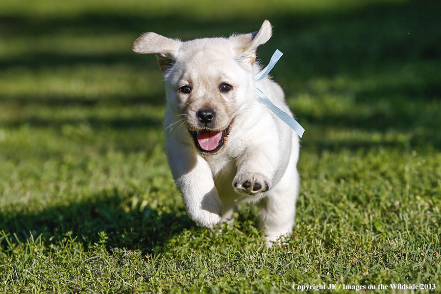 Yellow Labrador Retriever puppy