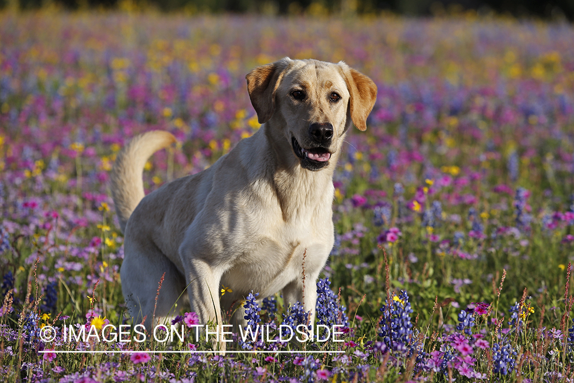 Yellow labrador retriever in field of wildflowers.