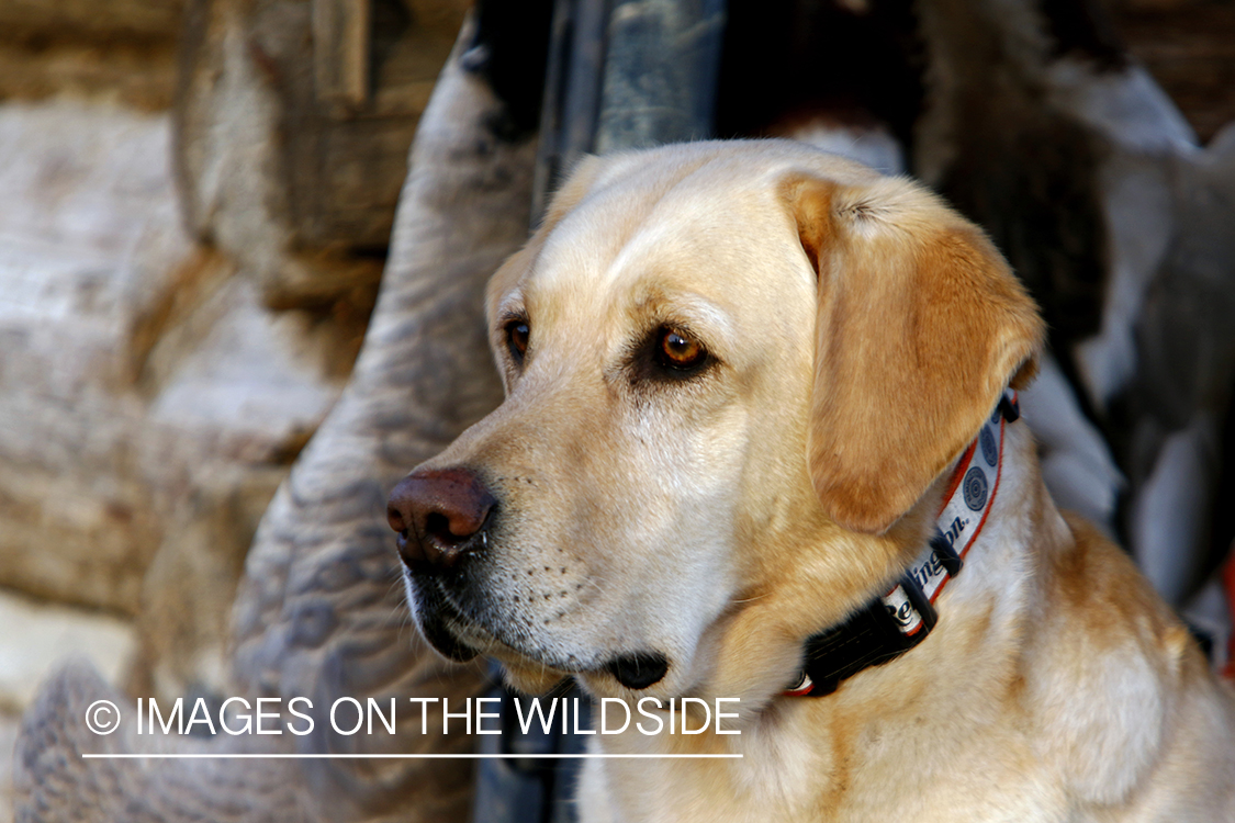 Yellow Labrador Retrievers with bagged mallards.