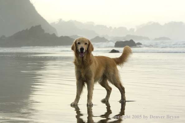 Golden Retriever on ocean beach.