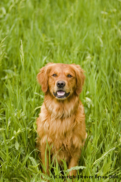 Golden Retriever.