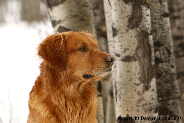 Golden Retriever in the snow.