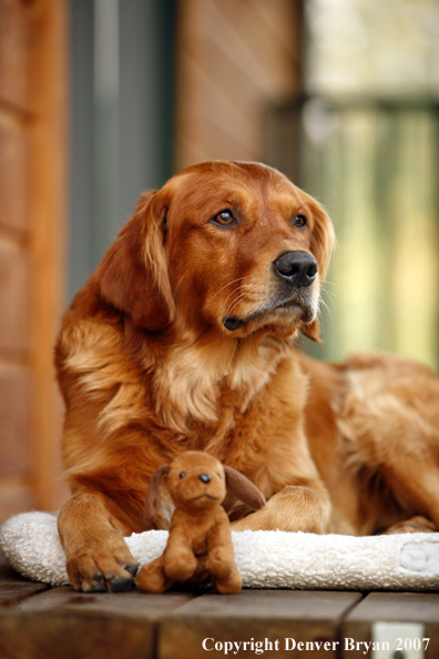 Golden Retriever on porch with toy