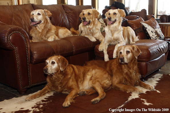 Golden Retrievers on the couch