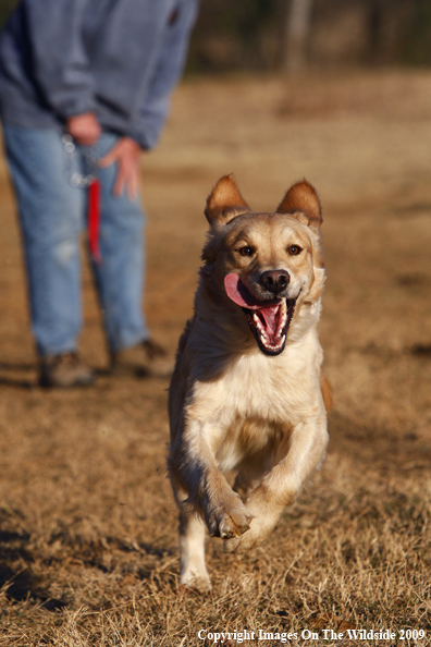 Golden Retriever Playing Fetch