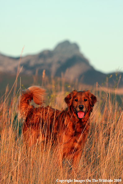 Golden Retriever in field